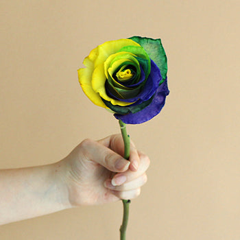 King of Carnival Mardi Gras Roses