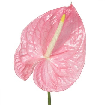 Anthurium Pink Tropical Flower