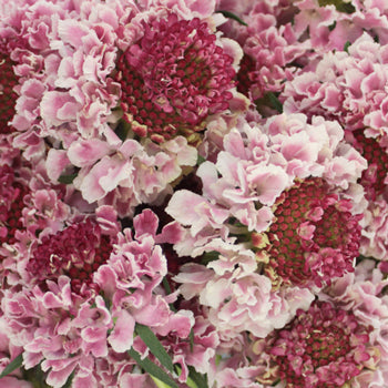 Strawberry blossom Scabiosa Flower