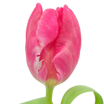 marvel-pink-parrot-tulip-flowers-online