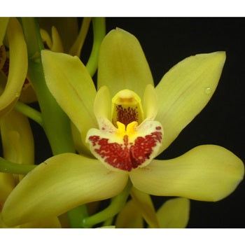 Mini Cymbidium Orchids Lovey Green