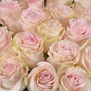 Marzipan Candy Rose