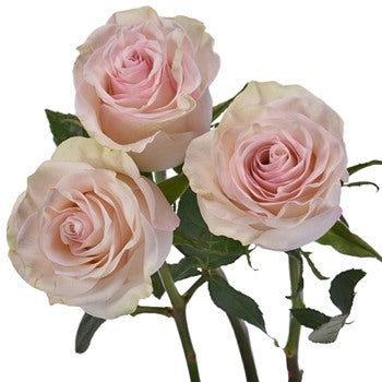 Marzipan Candy Rose