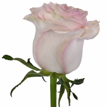 Marzipan Candy Rose