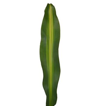 Masajeana Leaves Greenery