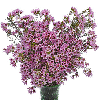 Mauve Brush Strokes Wax Flower Jan to April Delivery
