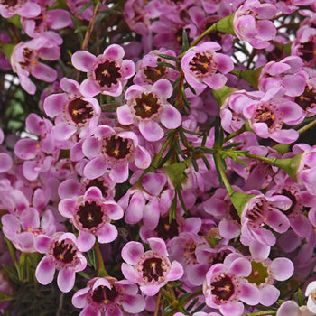 Mauve Brush Strokes Wax Flower Jan to April Delivery