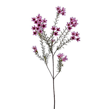 Mauve Brush Strokes Wax Flower Jan to April Delivery