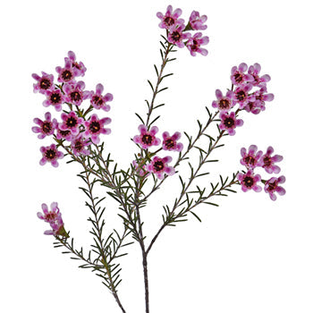 Mauve Brush Strokes Wax Flower Jan to April Delivery