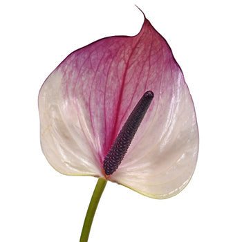 Grape Ice Designer Anthurium Flower