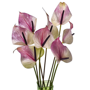 Grape Ice Designer Anthurium Flower