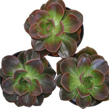 Red Succulent Flower