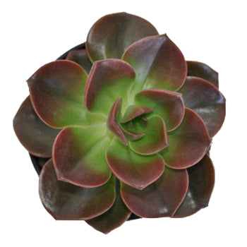 Red Succulent Flower