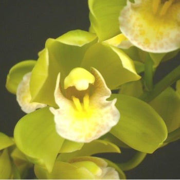 Sleeping Willow Green Mini Cymbidium Orchid