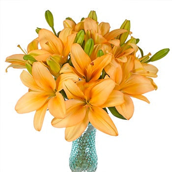 Peach Asiatic Lily