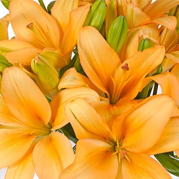Peach Asiatic Lily