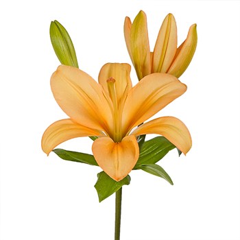 Peach Asiatic Lily