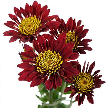 Old Maroon Giant Eye Daisy
