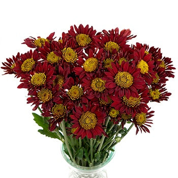 Old Maroon Giant Eye Daisy
