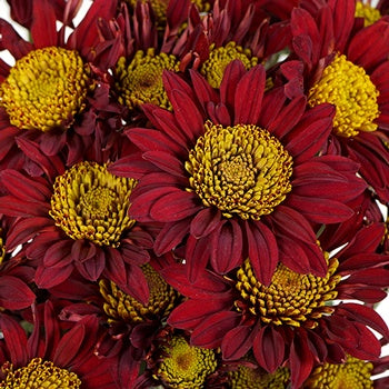Old Maroon Giant Eye Daisy