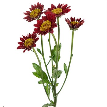 Old Maroon Giant Eye Daisy