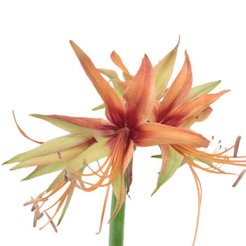 Festive Fireworks Mini Amaryllis