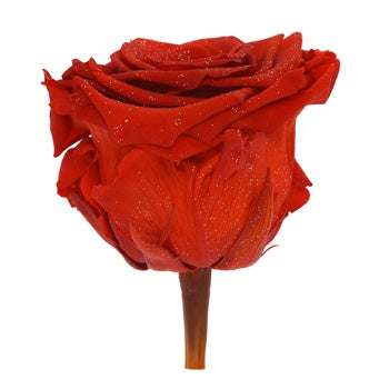 Preserved Metalized Frank Red Rose