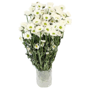 White Micro Pom Flower
