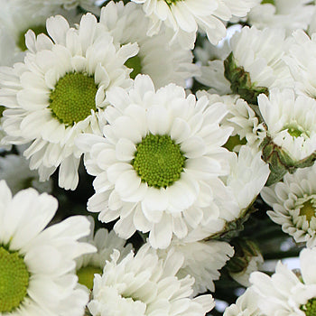 White Micro Pom Flower