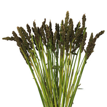 Tapestry Millet Bulk Greens