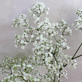 Bulk Baby's Breath Flower Million Star