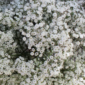 Bulk Baby's Breath Flower Million Star