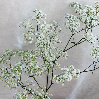 Bulk Baby's Breath Flower Million Star