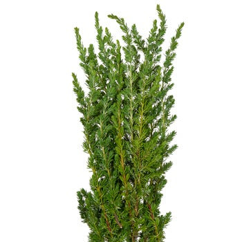 Ming Juniper Winter Greenery