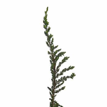 Ming Juniper Winter Greenery