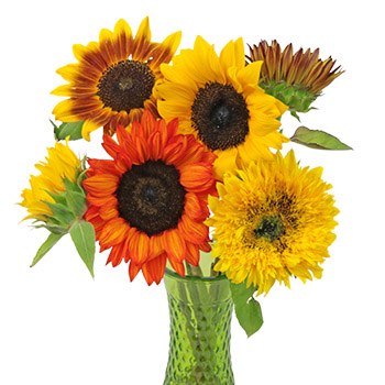 Farm Mix Bulk Mini Sunflowers for Mom