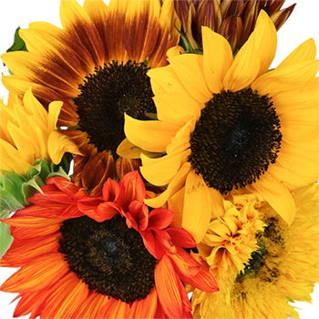 Farm Mix Bulk Mini Sunflowers for Mom