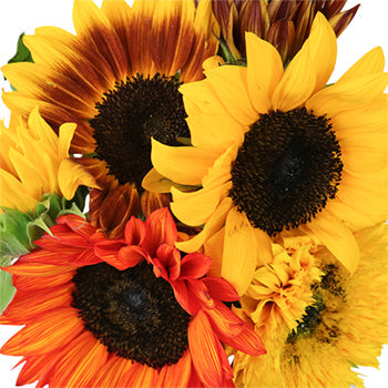 Farm Mix Mini Sunflowers for Arranging