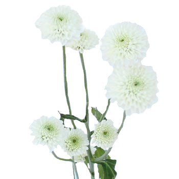 Zip Mini Button Pom White Flower