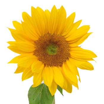 Mini Green Center Sunflowers