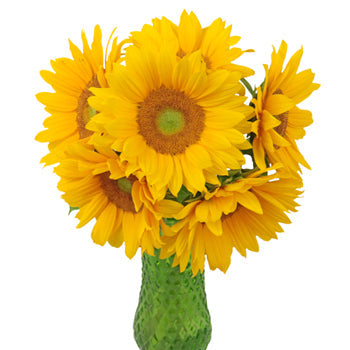 Mini Green Center Sunflowers