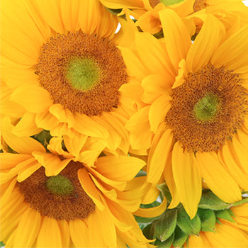 Mini Green Center Sunflowers