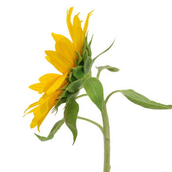 Mini Green Center Sunflowers