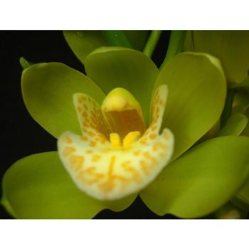 Mini Cymbidium Orchids Spring Green