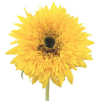 Sunsplash Mini Sunflowers