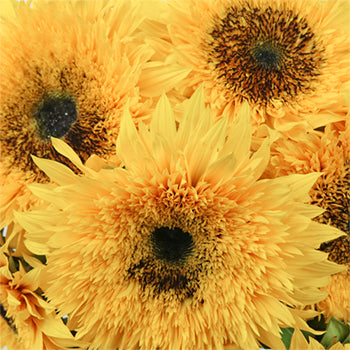 Sunsplash Mini Sunflowers
