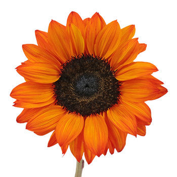 Mini Red Enhanced Sunflowers