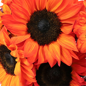 Mini Red Enhanced Sunflowers