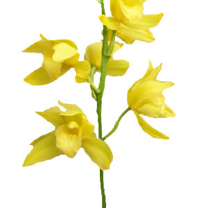 Mini Cymbidium Yellow