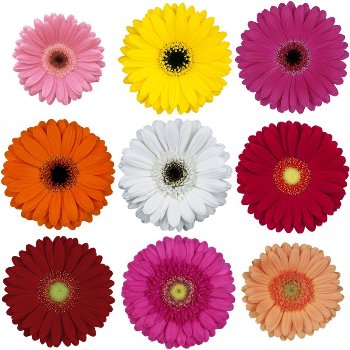Mini Gerbera Assorted Daisies